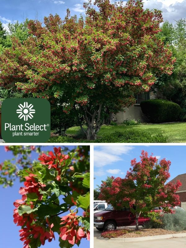 Images of a tree with red foliage, close-up of leaves, and a tree in a parking lot, branded with "Plant Select."