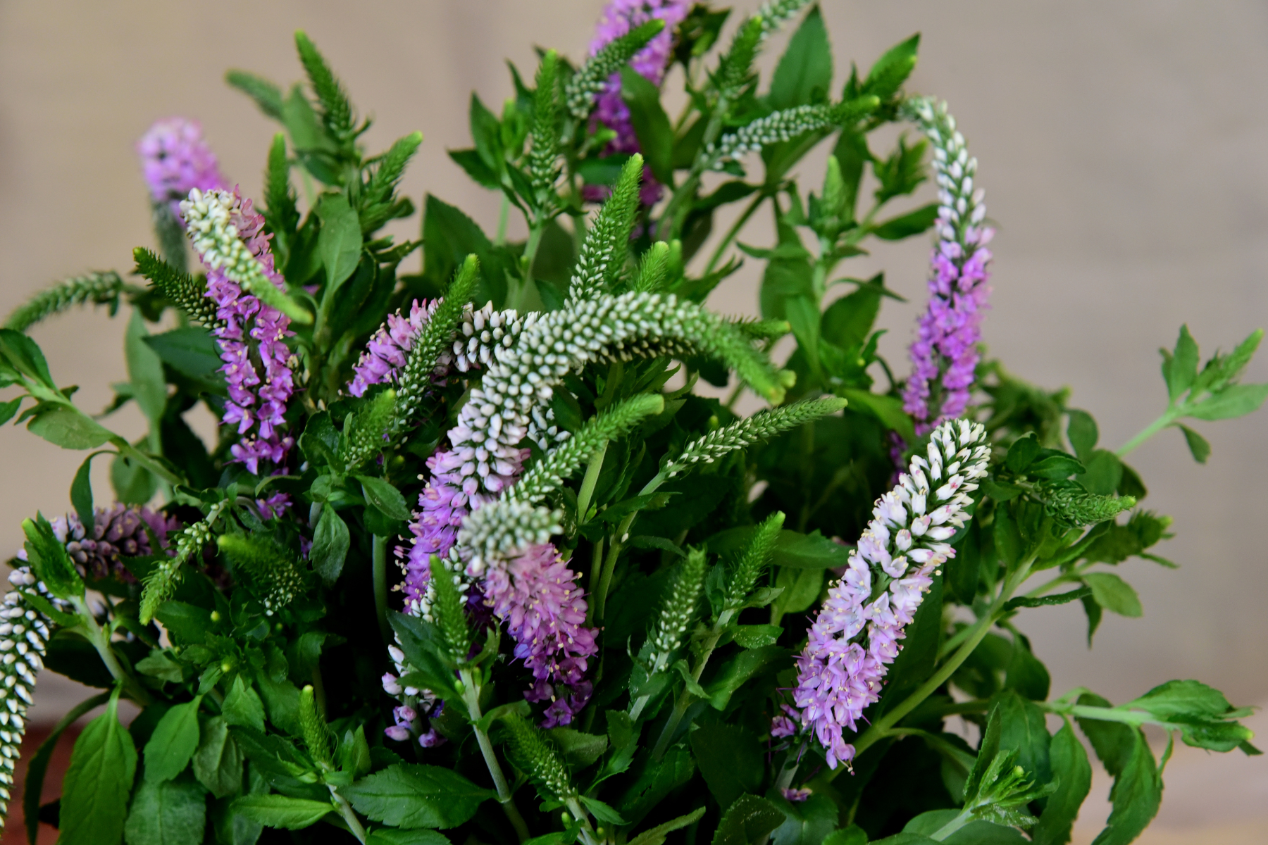 Bouquet of purple and white spike flowers with green leaves.