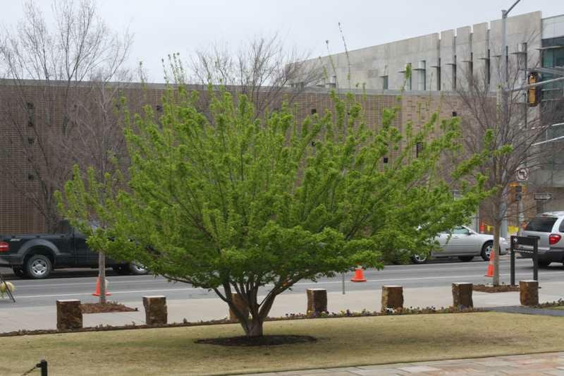 A tree with fresh green leaves in an urban setting, with traffic and buildings in the background.