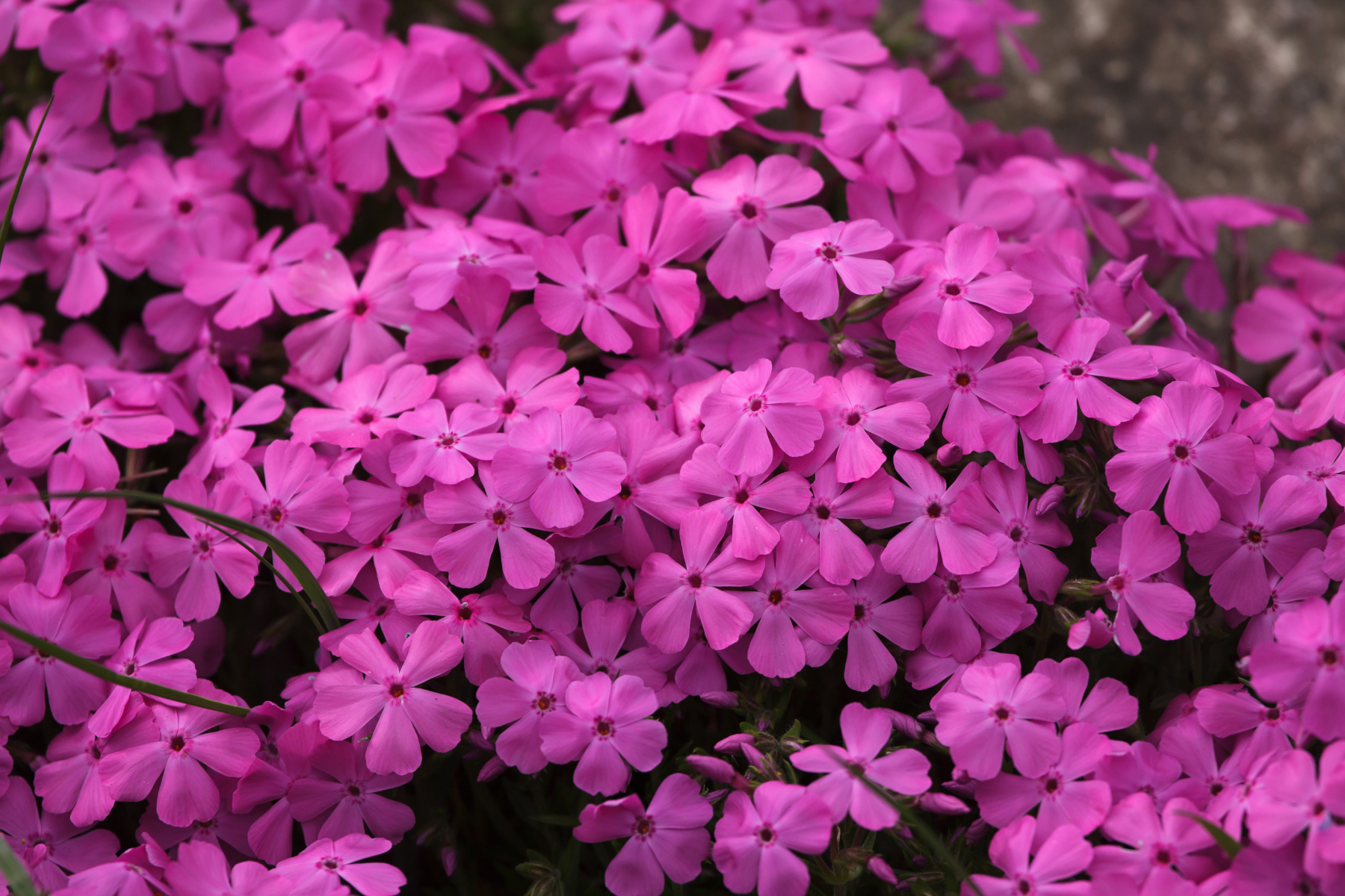 A cluster of vibrant pink flowers, densely packed together.