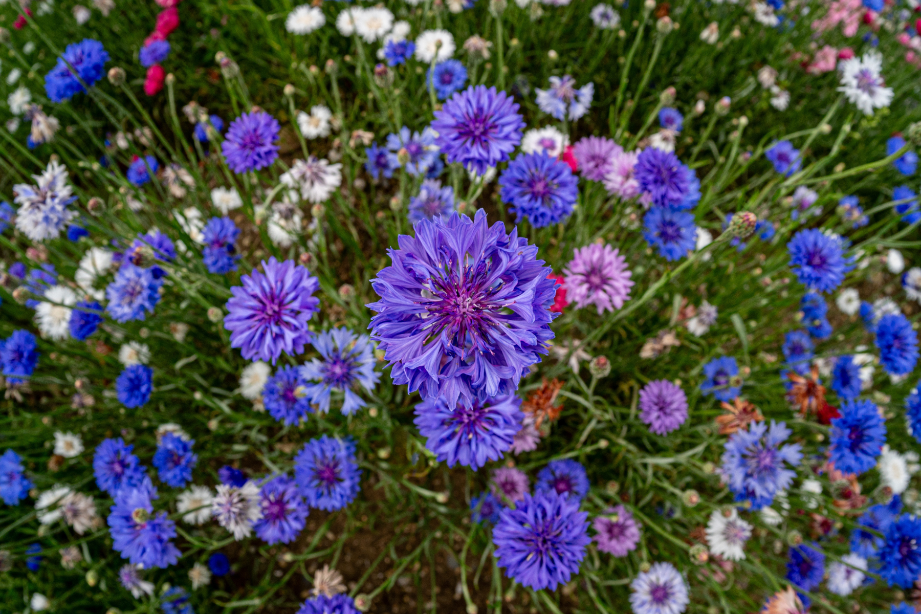 Purple and blue flowers surrounded by greenery.