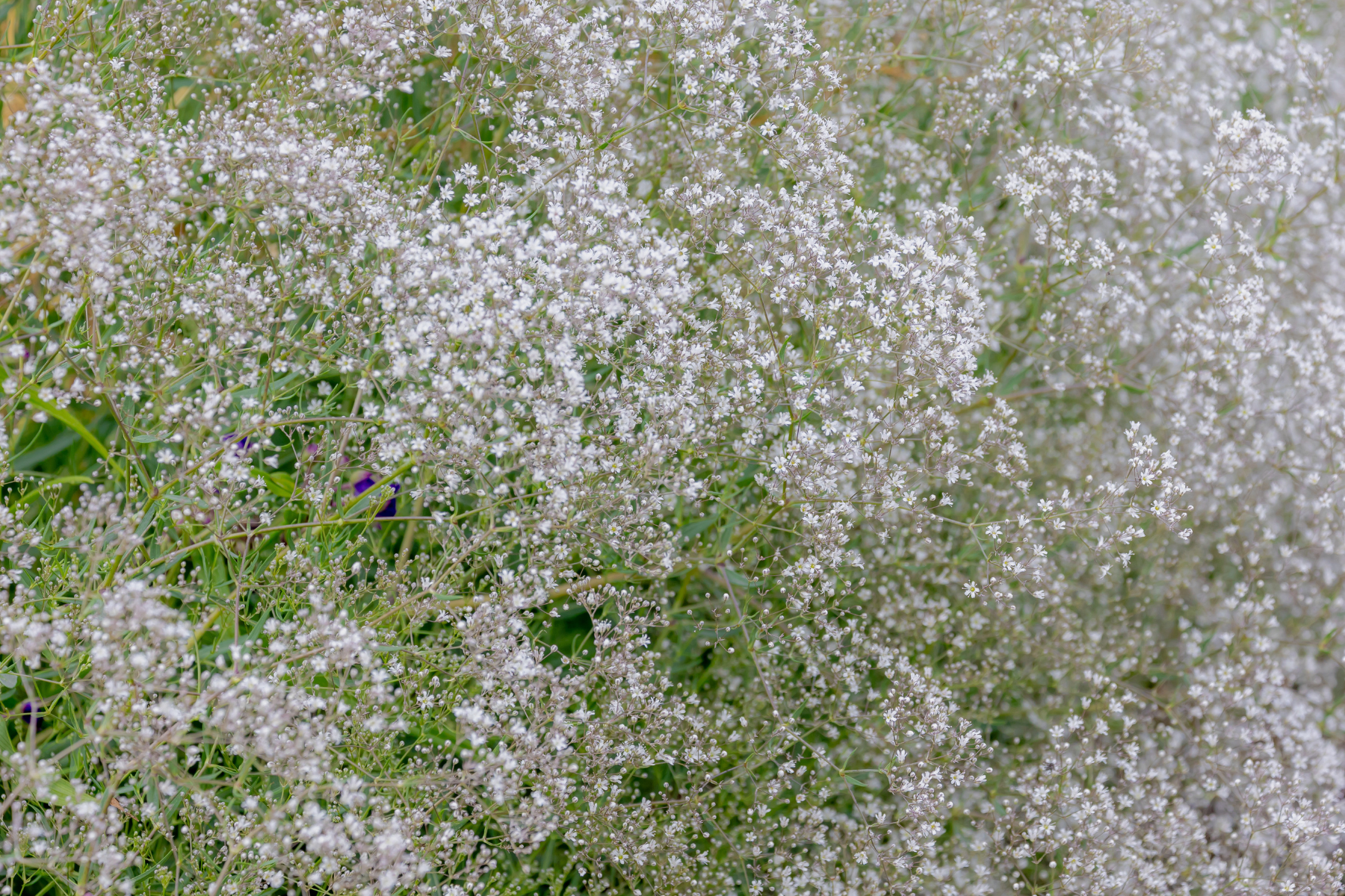 Dense cluster of small white flowers with green stems.