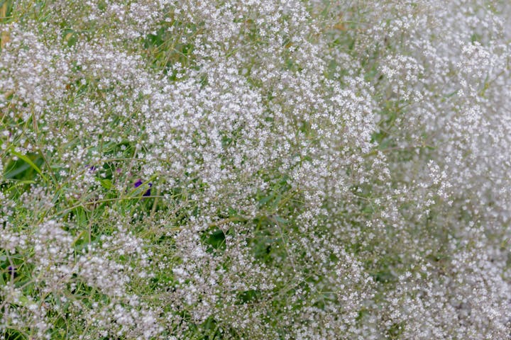 Dense cluster of small white flowers with green stems.