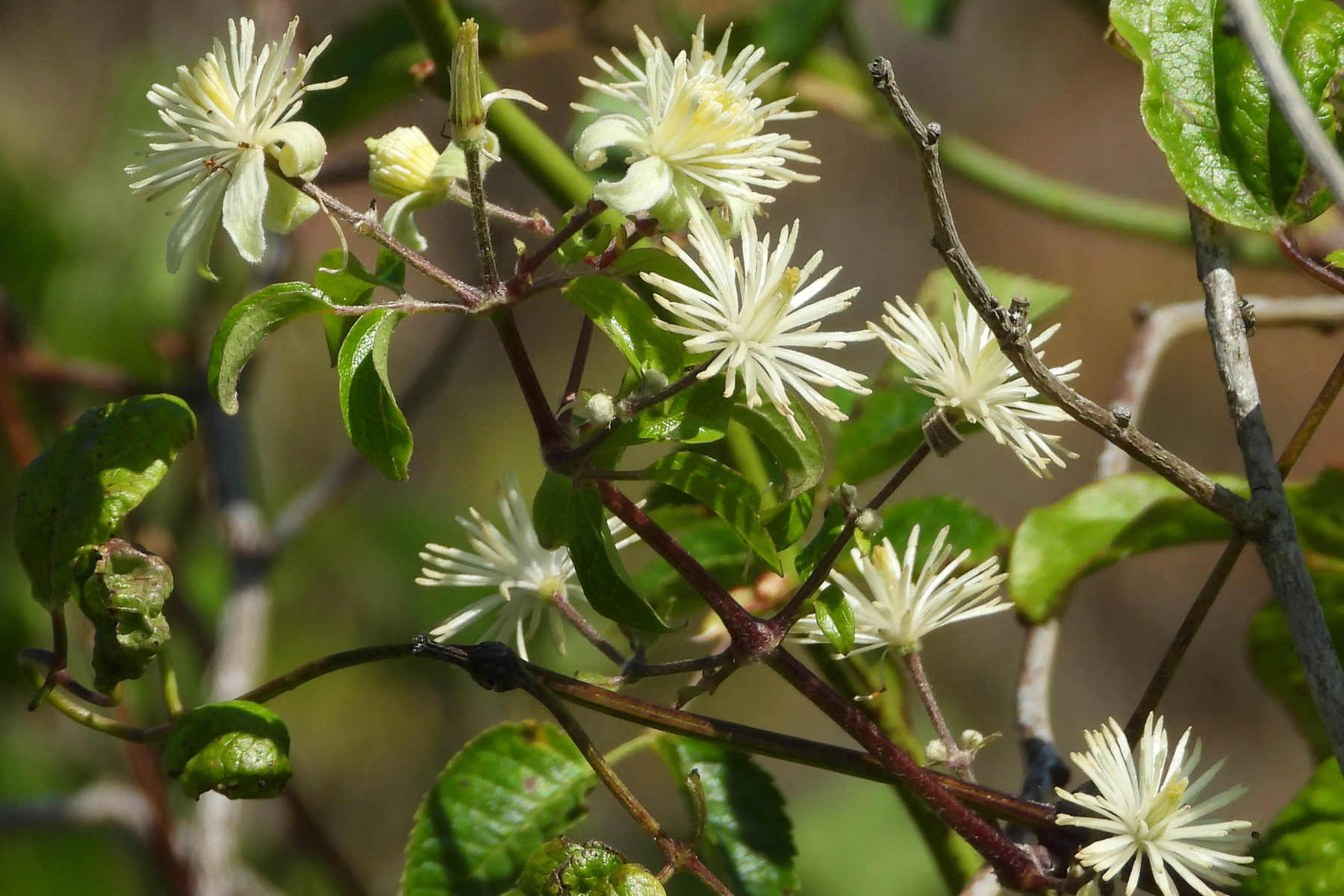 White flowers with thin petals on a vine with green leaves and brown stems.