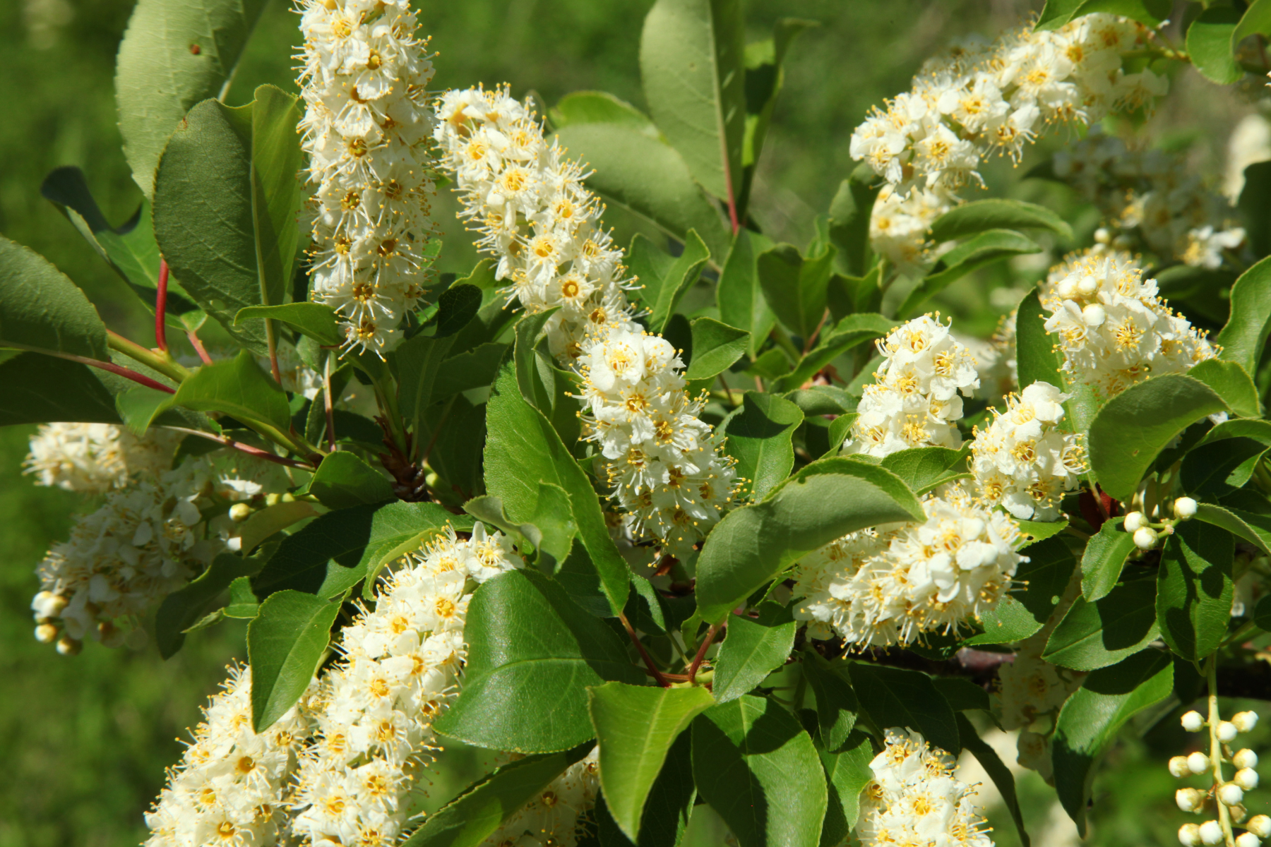 Clusters of white flowers with green leaves on a plant.