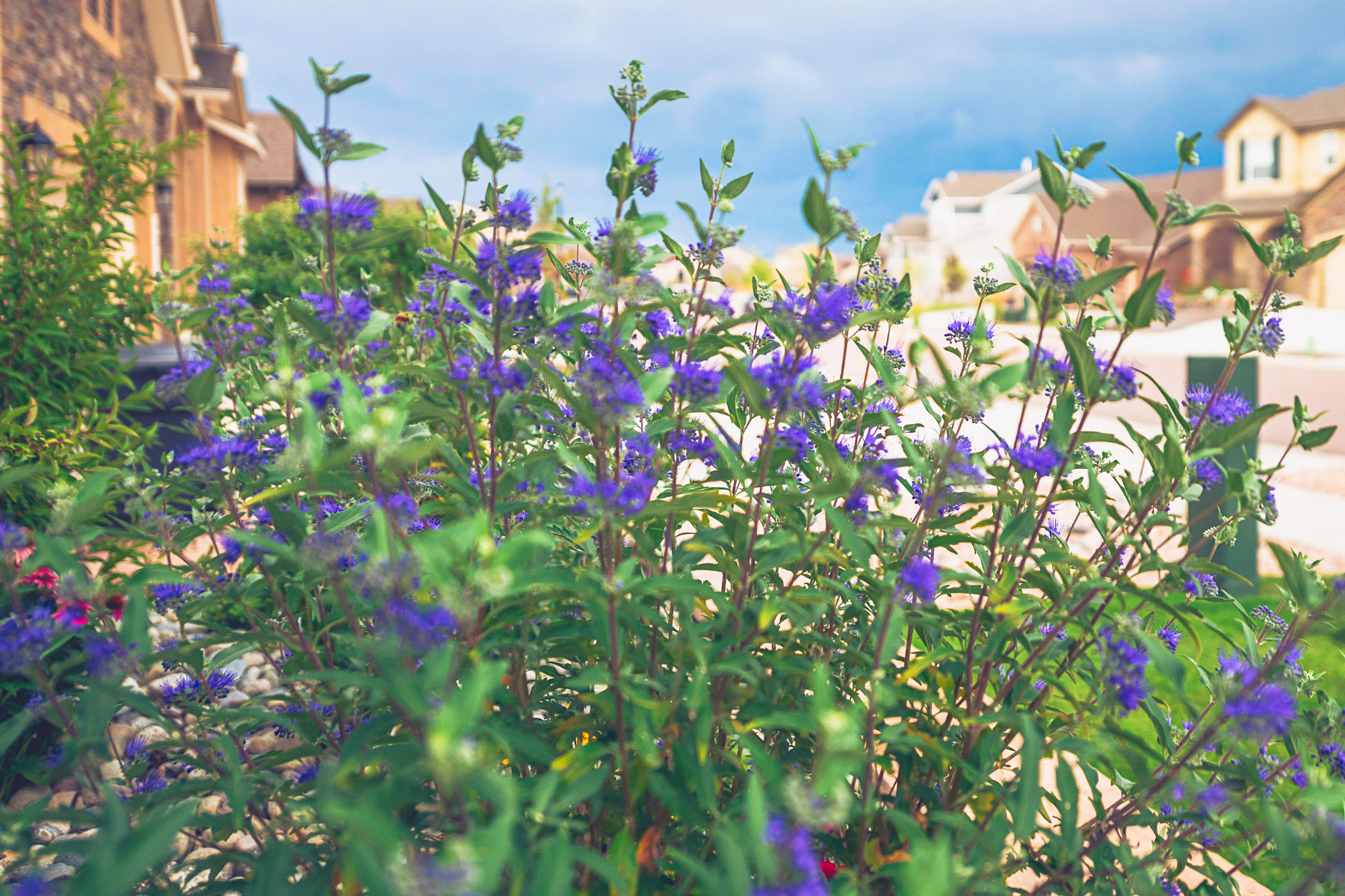 Purple flowers and green leaves with houses and cloudy sky in background.
