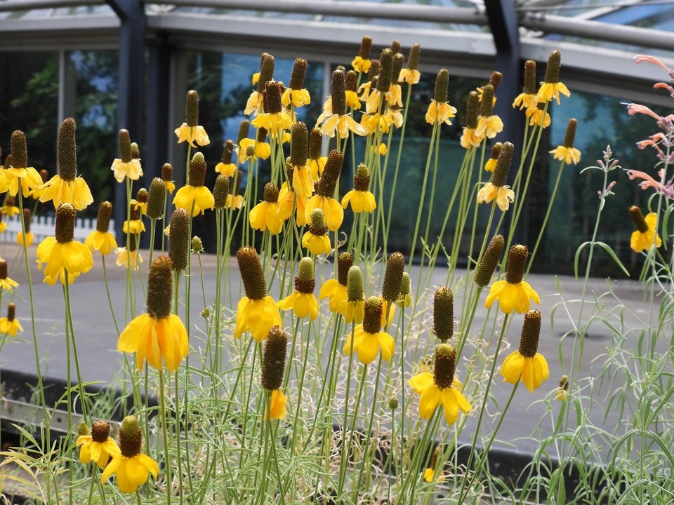 Yellow prairie coneflowers with tall, thin stems in a garden setting.