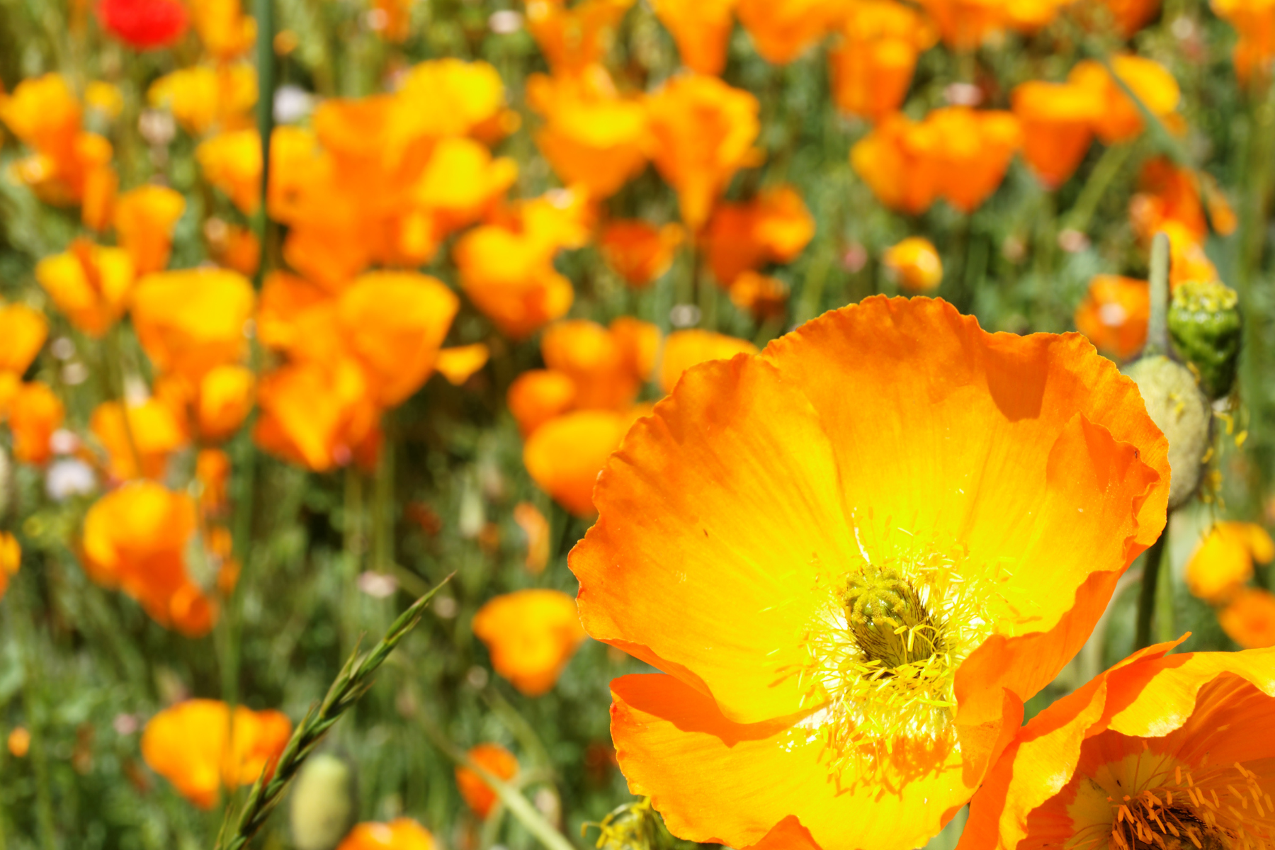 A vibrant field of orange poppies in full bloom, with one prominent flower in focus.