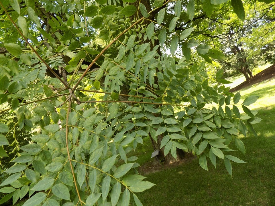 Green, lush foliage of a tree branch in a park setting, with grass and other trees in the background.