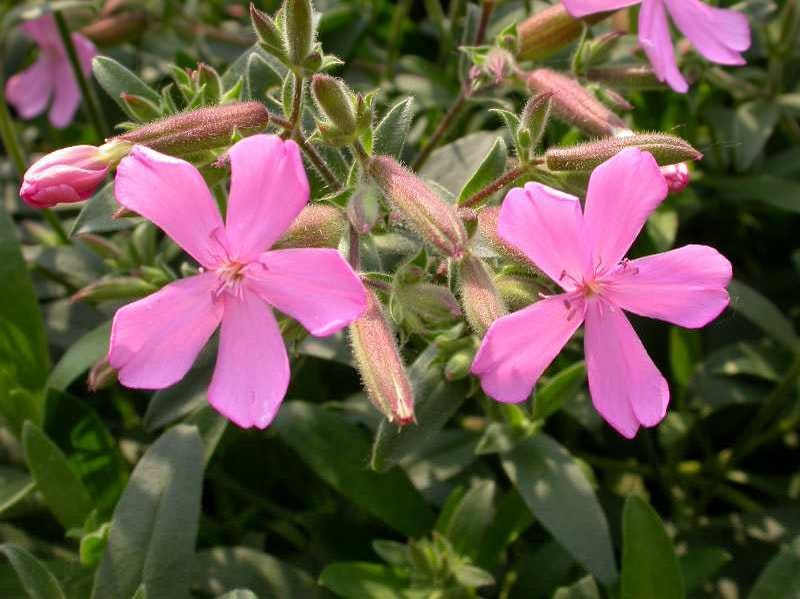 Close-up of pink flowers with green leaves in the background.