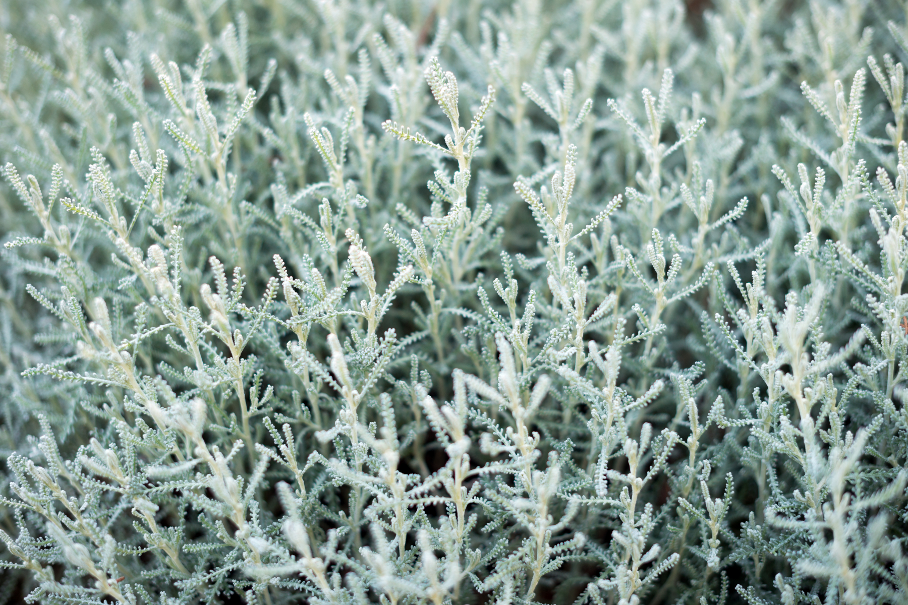 Close-up of silvery-green foliage of a plant.
