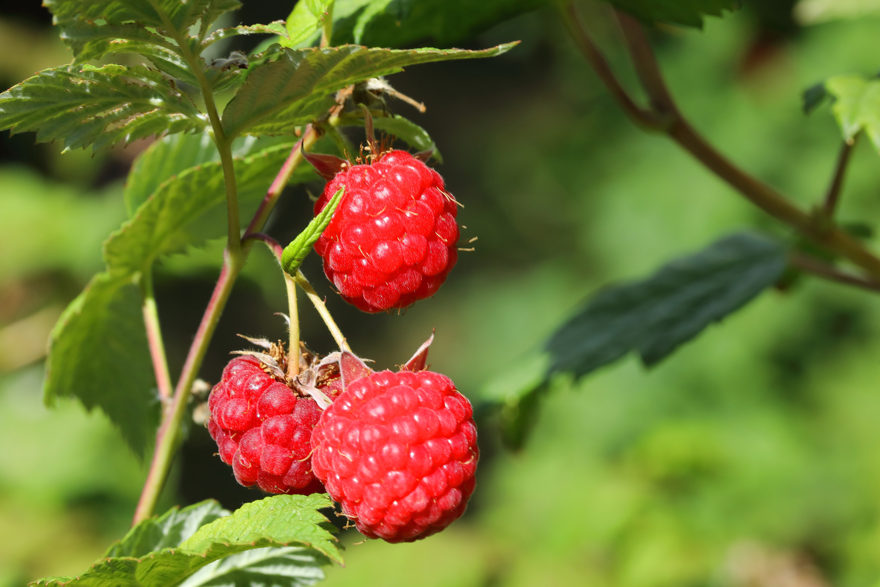 Three ripe raspberries on a plant with green leaves.
