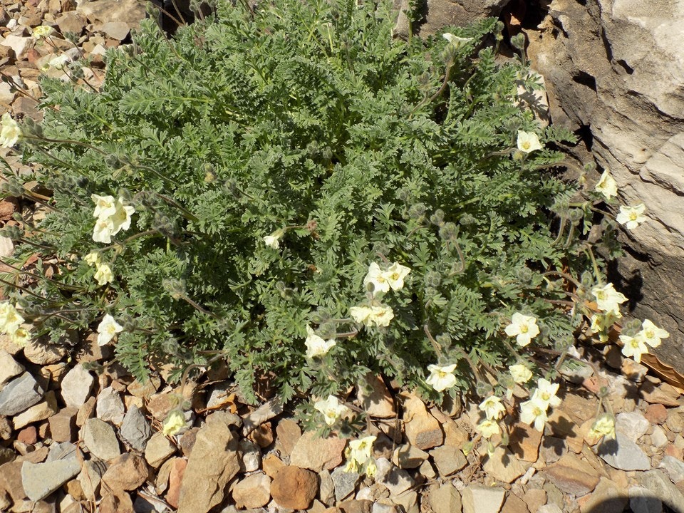 A leafy green plant with small white flowers growing among rocks.