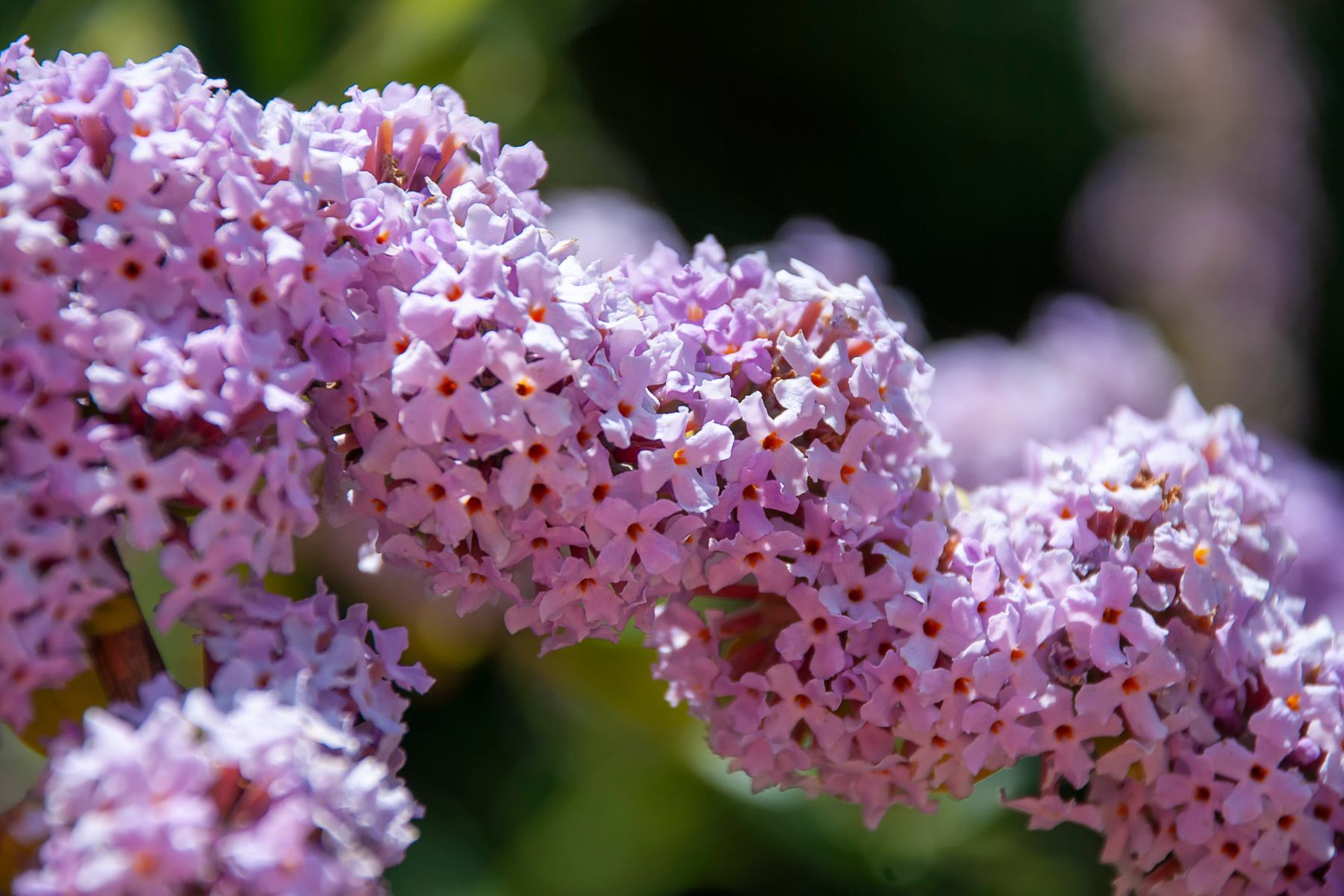 Close-up of a cluster of small, purple flowers with a blurred green background.