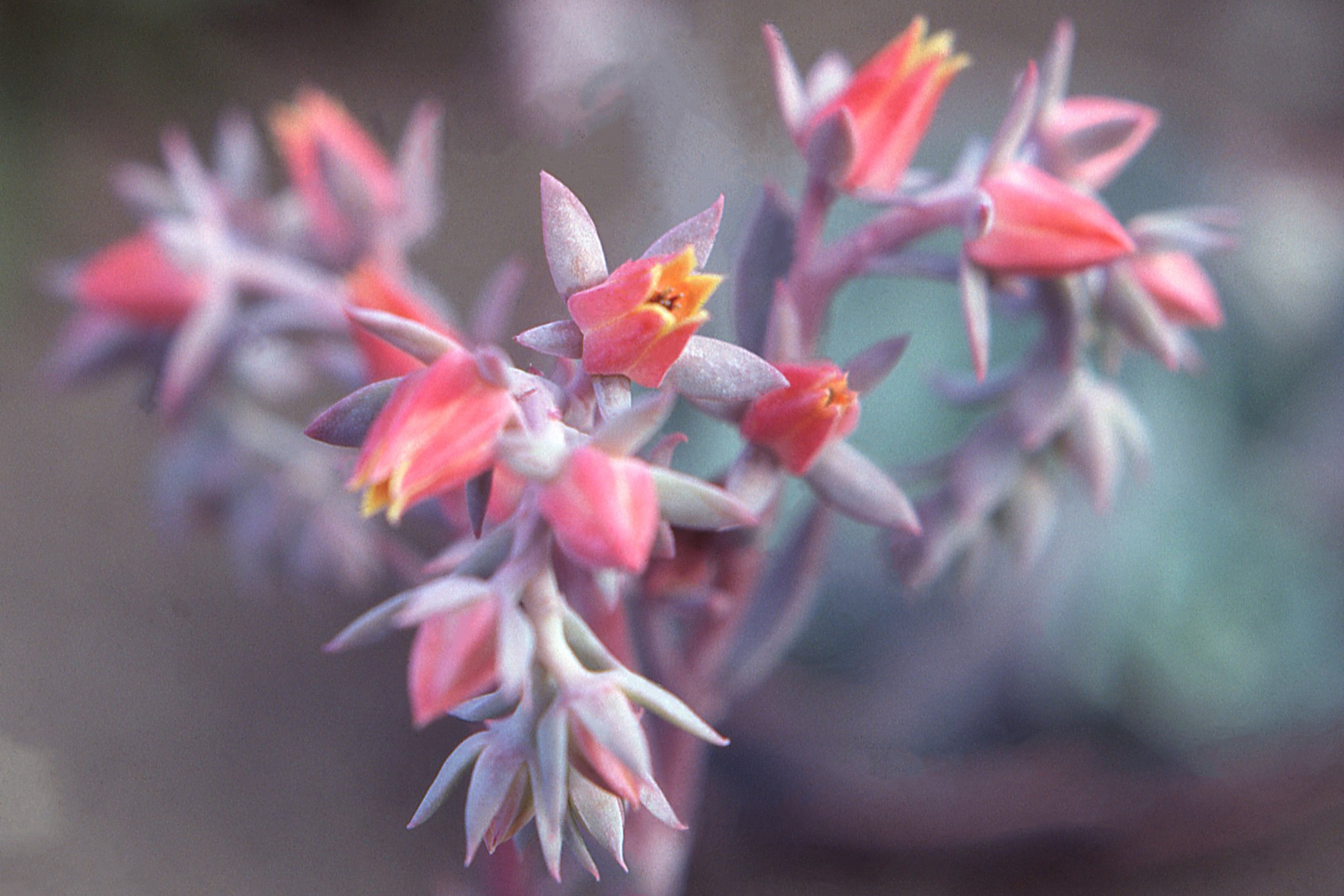 Close-up of pink and yellow succulent flowers with blurred background.