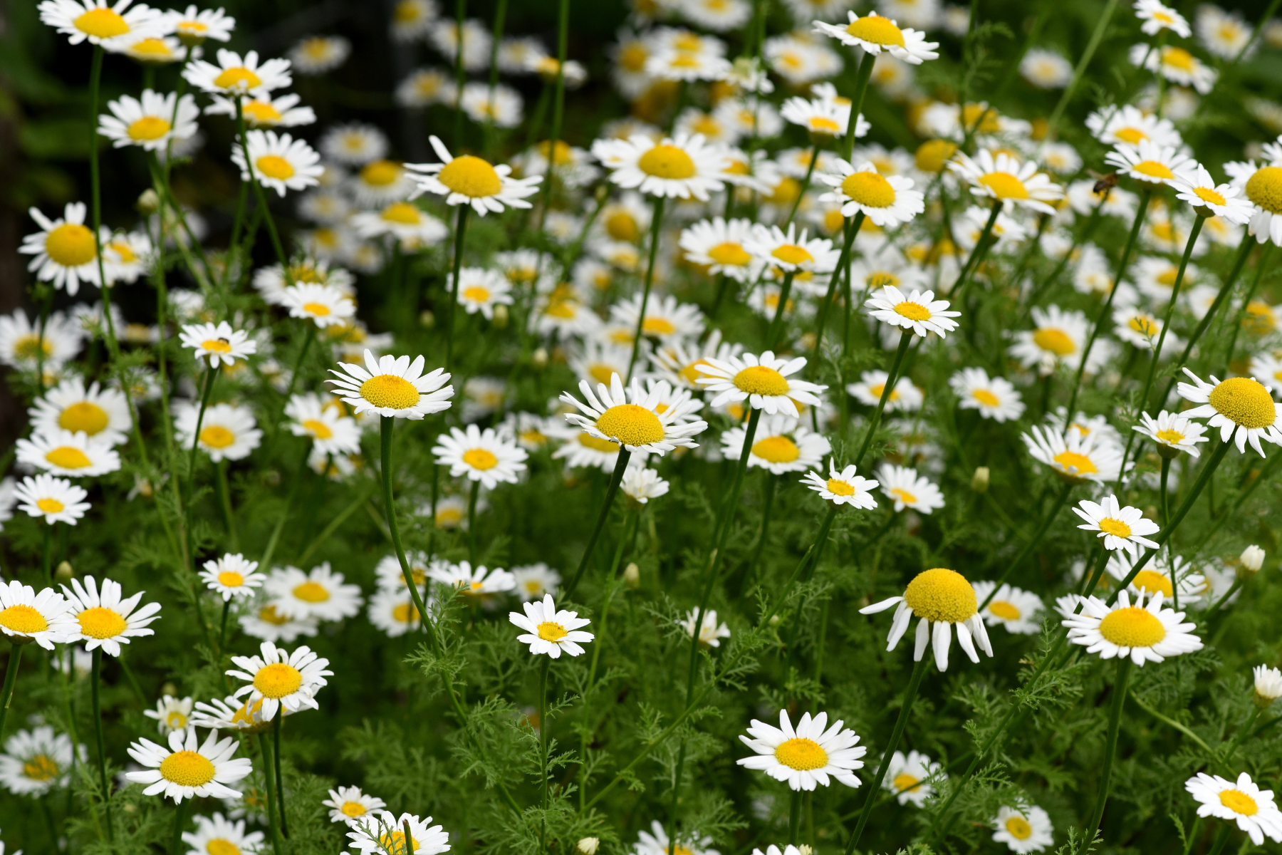 White daisies with yellow centers, surrounded by green foliage.