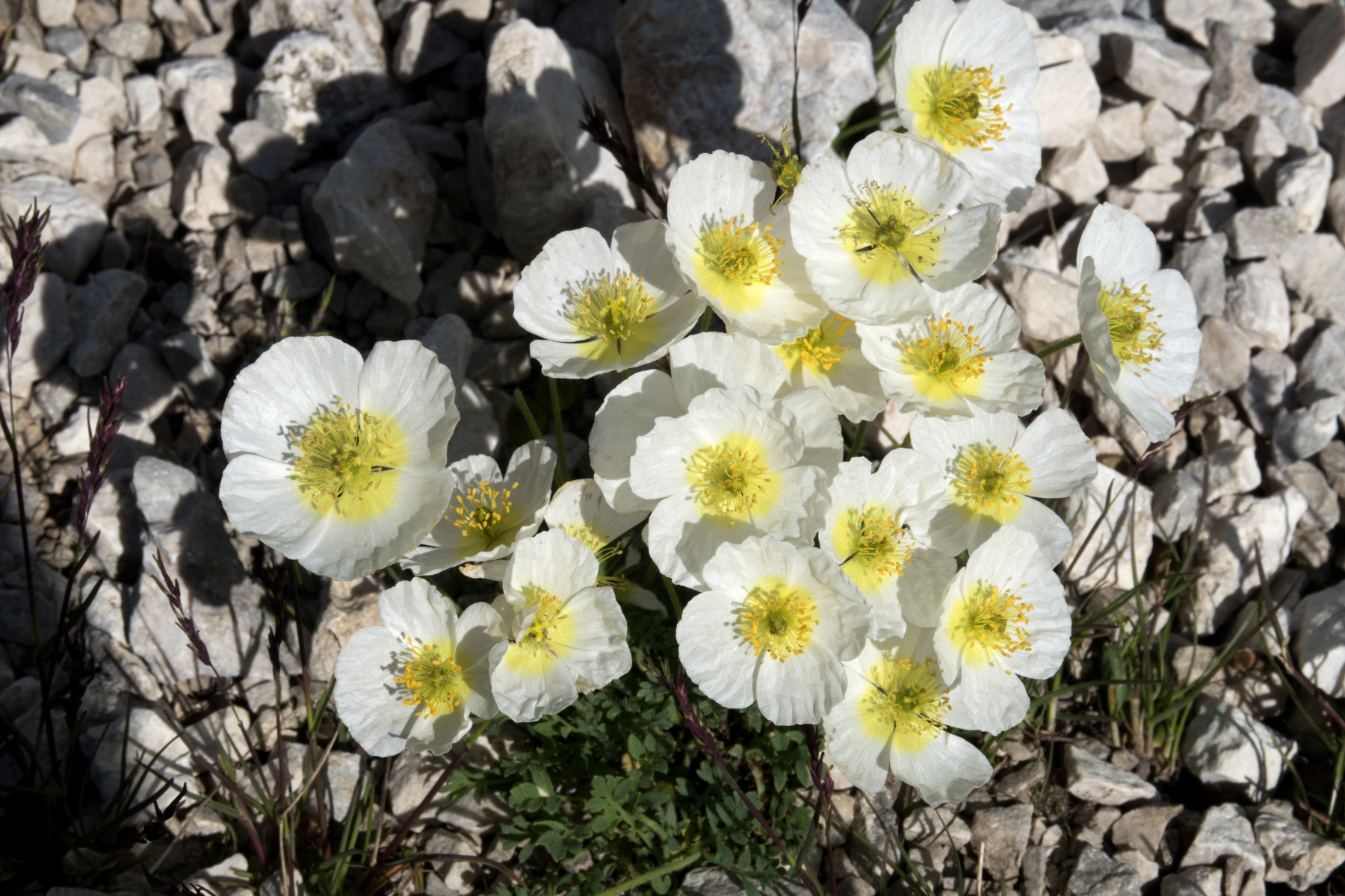 White flowers with yellow centers growing among rocks.