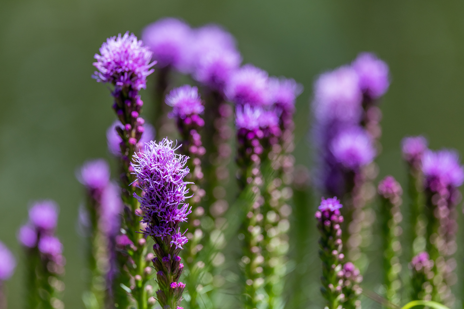 Purple flowers with a soft-focus green background.