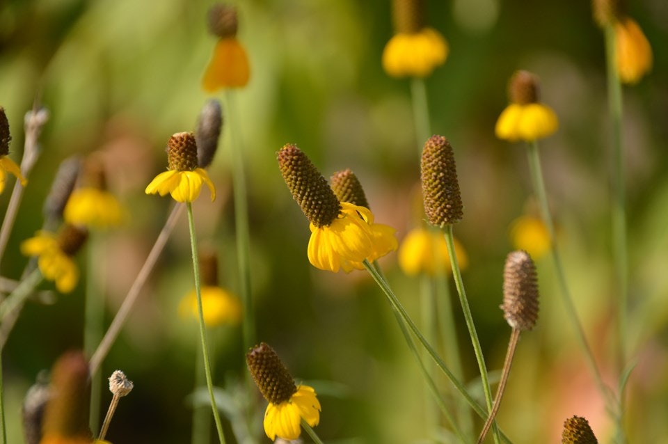 Yellow wildflowers with cone-shaped centers against a blurred green background.