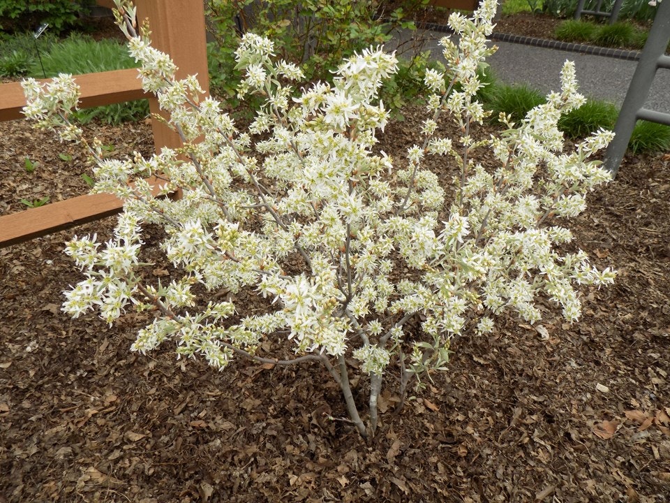 A shrub with dense clusters of small white flowers growing in a garden bed with mulch and a wooden fence nearby.