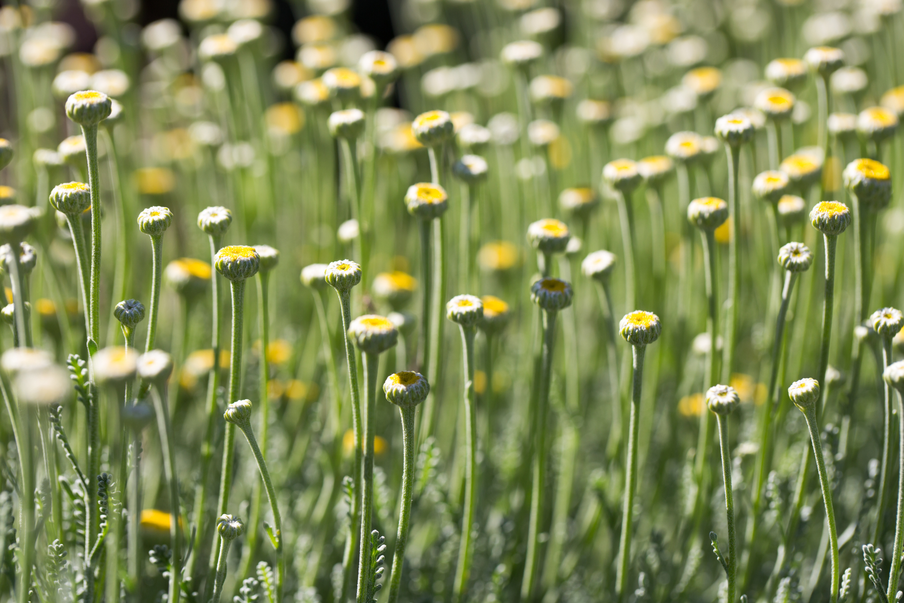 A field of small, unopened yellow flowers on tall green stems in bright sunlight.