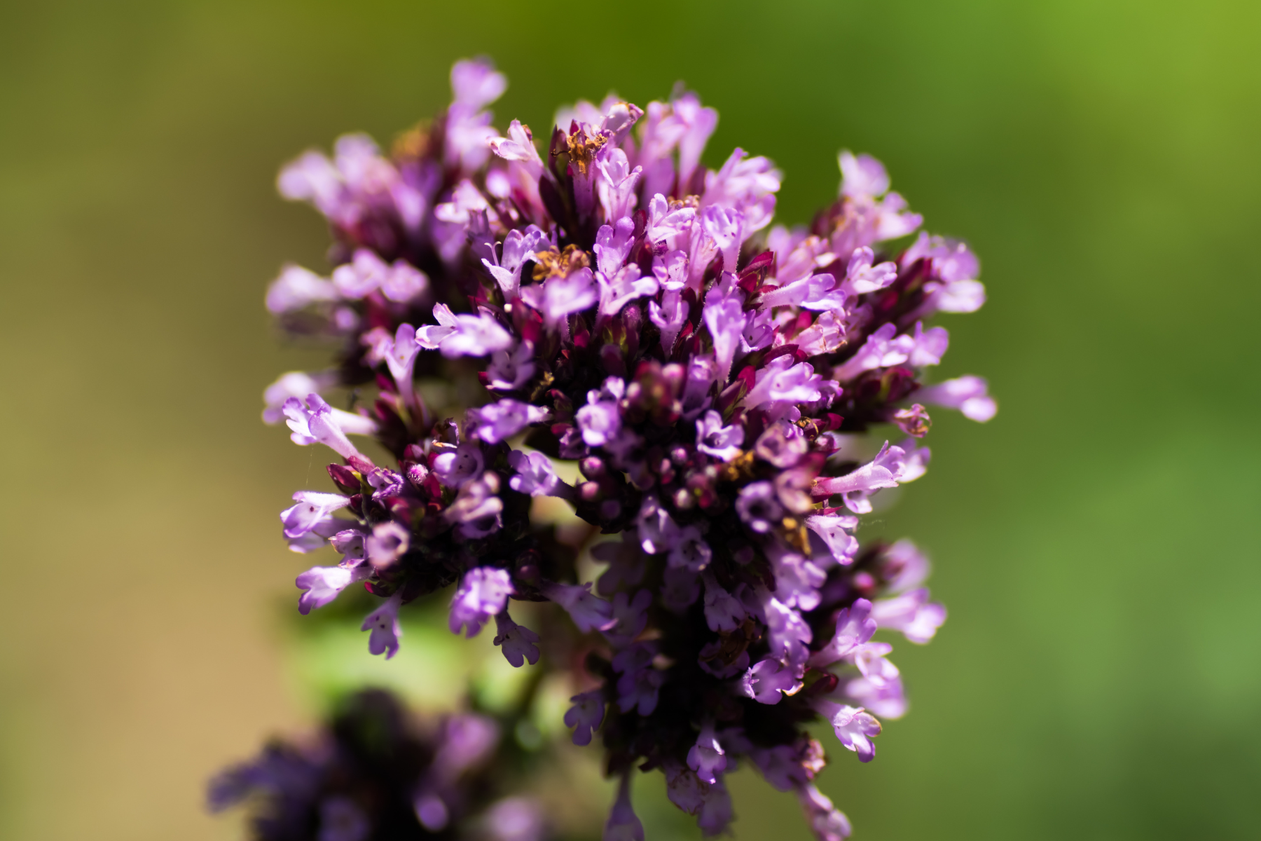 Close-up of a vibrant purple flower cluster with a blurred green background.