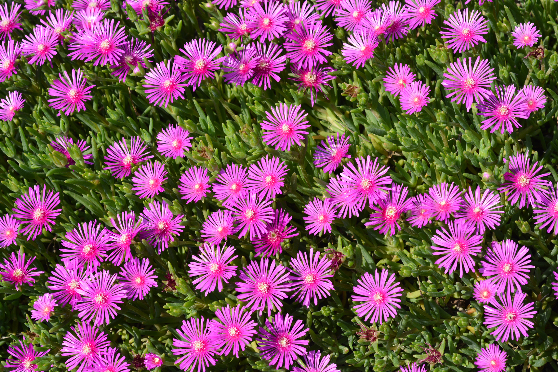 Bright pink flowers with green foliage.