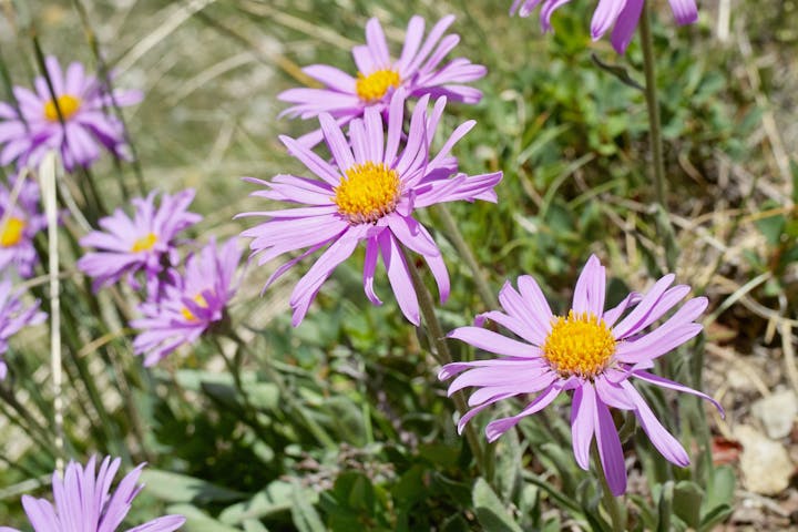 Purple daisies with yellow centers in a garden setting.