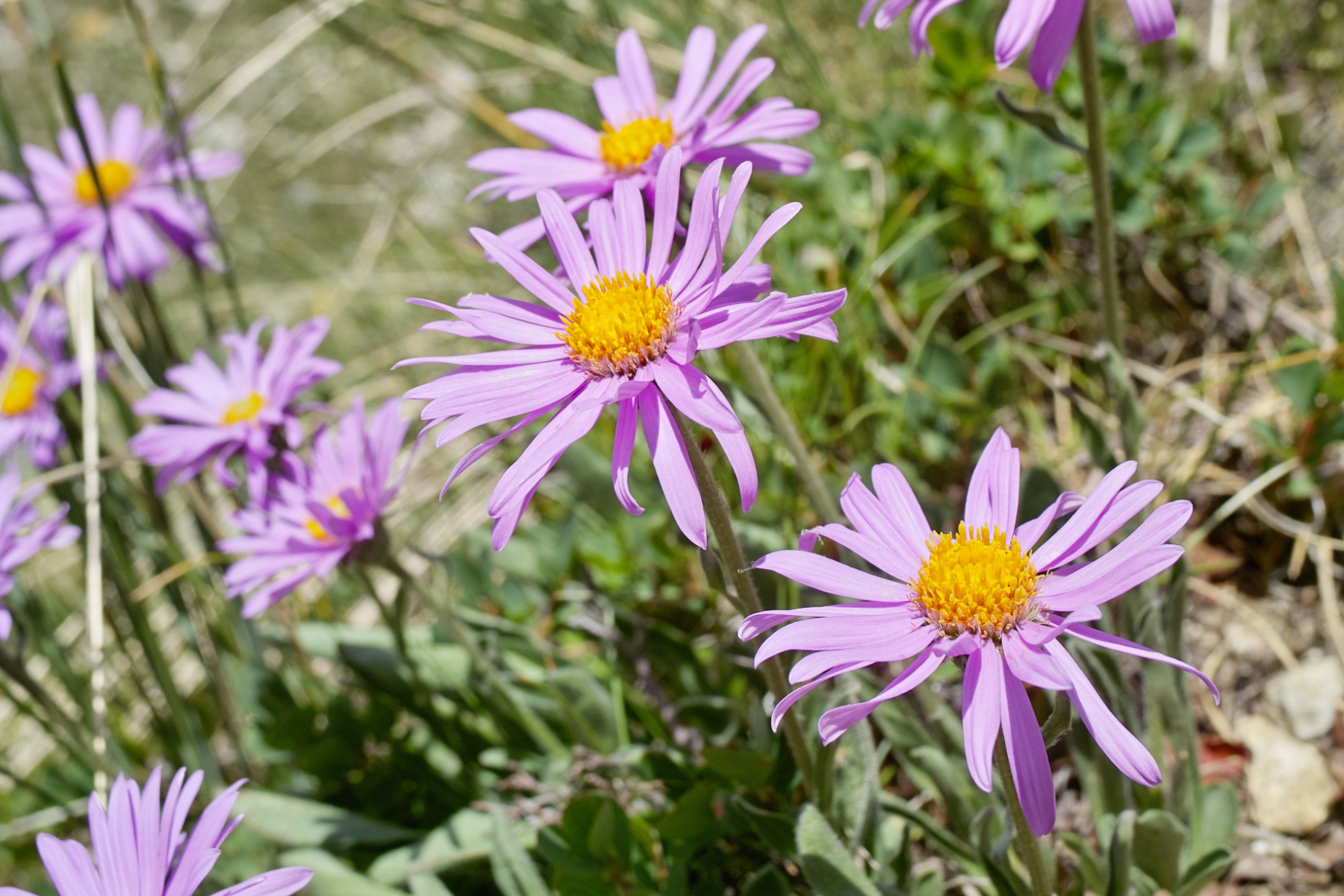 Purple daisies with yellow centers in a garden setting.
