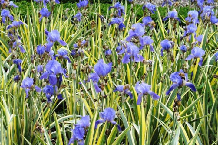 Purple irises with tall green and yellow leaves in a garden setting.