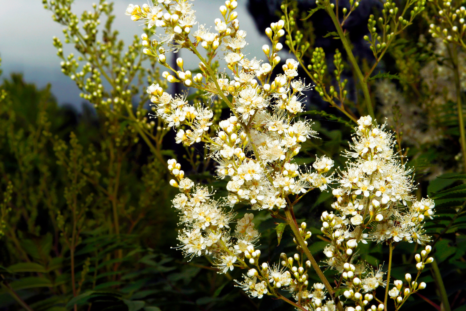 Clusters of small, delicate white flowers on a plant set against a leafy background.