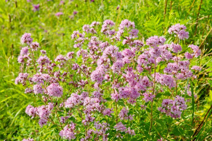 Pink flowers with cluster blooms in a green field.