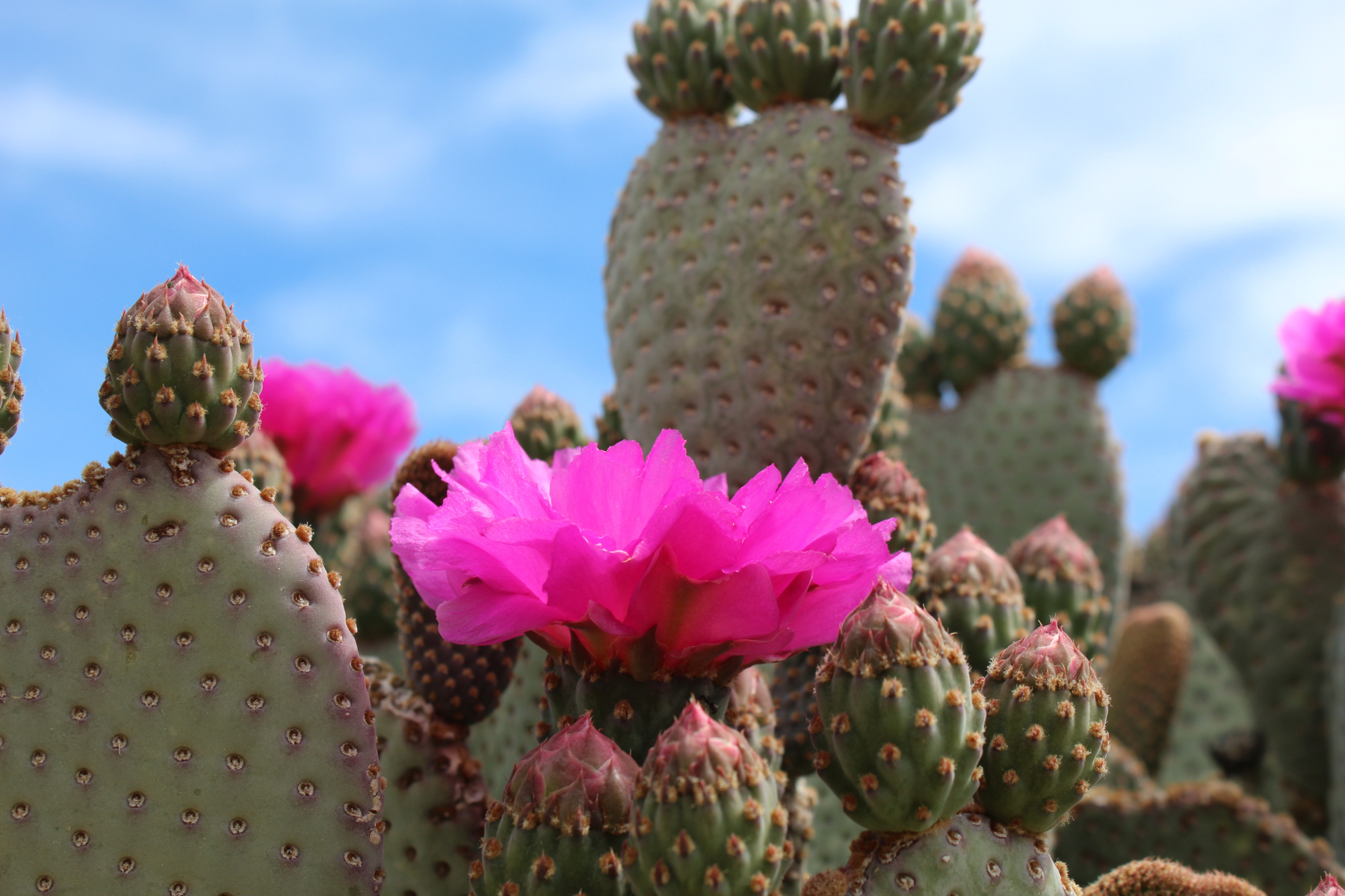 Cactus with vibrant pink flowers against a bright blue sky.