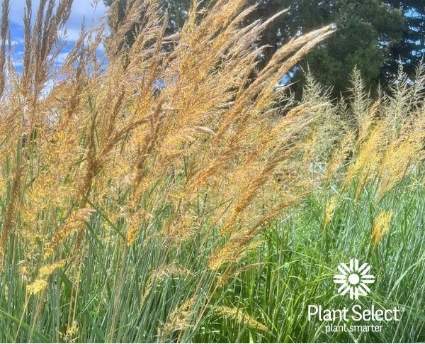 Tall grass with feathery tops swaying in the wind under a blue sky, branded with "Plant Select" logo.