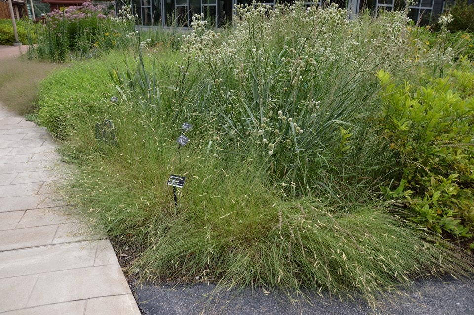 A lush garden with tall grasses and plants, labeled signs, and a tiled walkway on the left.