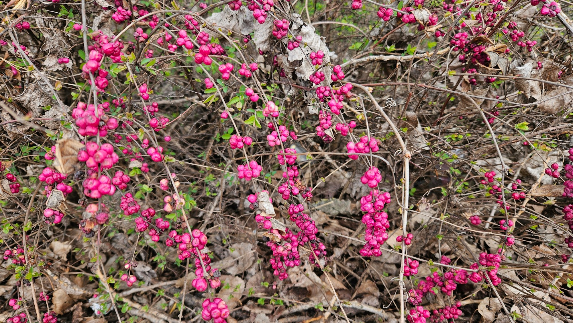 Bright pink berries hanging on bare branches with some green leaves and brown foliage.