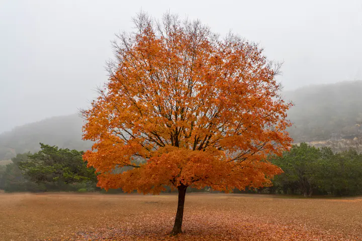 A lone tree with bright orange autumn leaves stands amidst a foggy landscape.