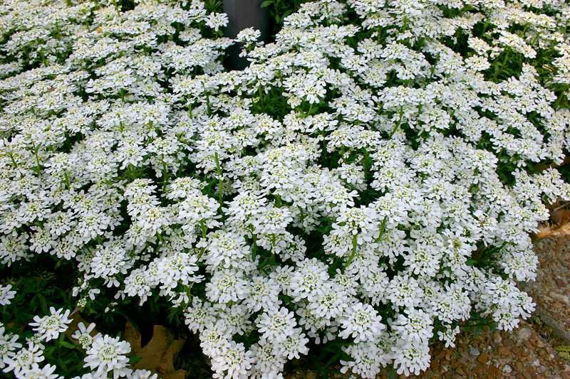 A dense cluster of small white flowers with green leaves, resembling a carpet of blossoms.