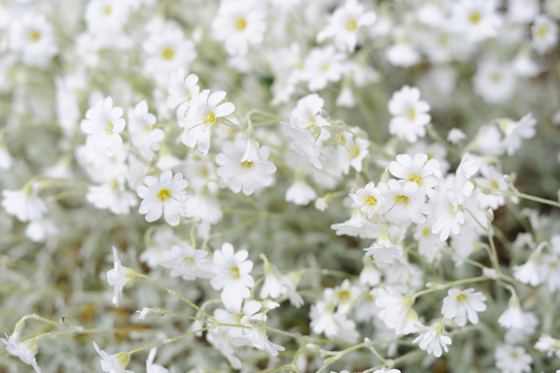 Delicate white flowers with yellow centers in a soft focus field.
