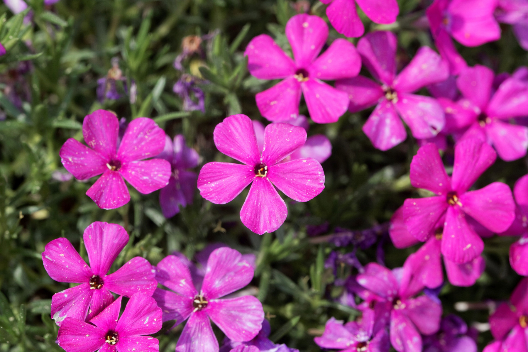 Vibrant pink flowers with green foliage in the background.
