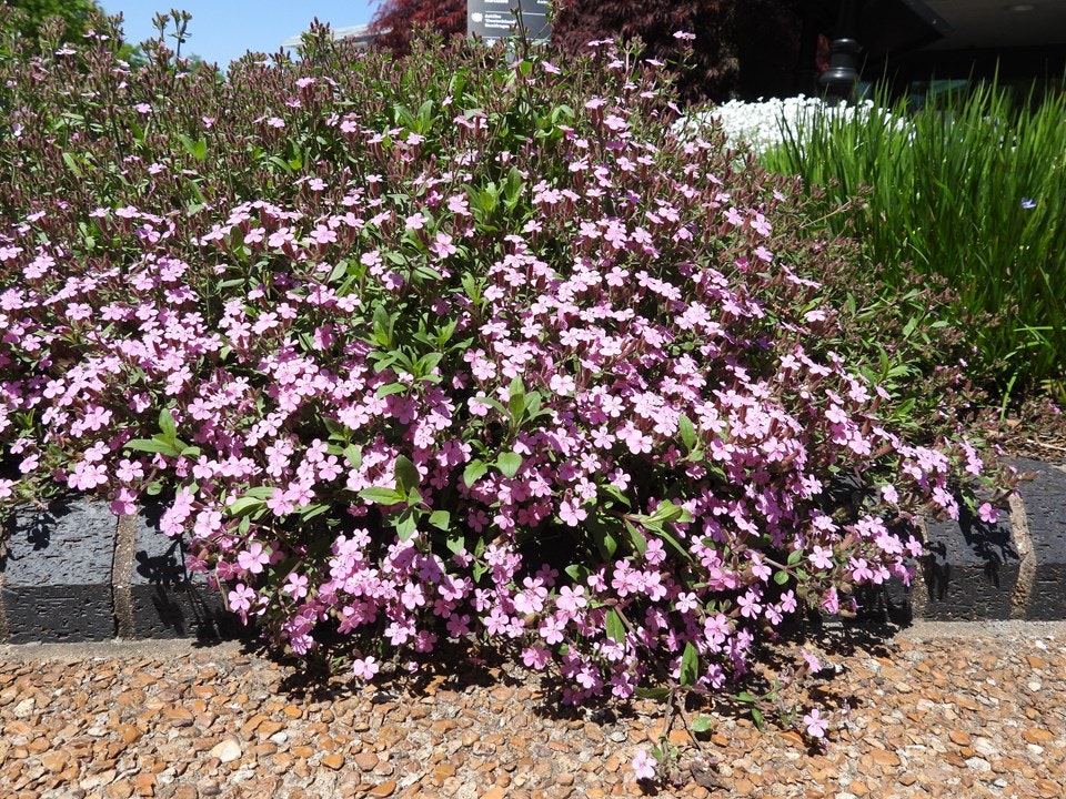 Pink flowers blooming on a bush alongside a pathway with greenery in the background.
