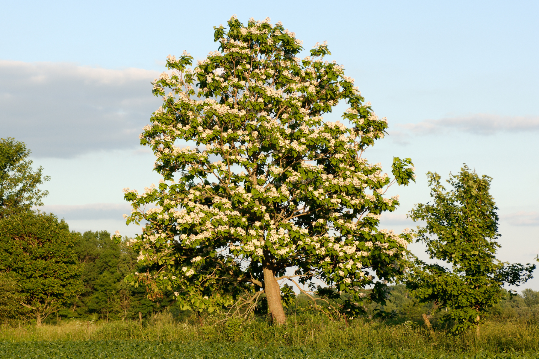 A flowering tree with green leaves and white blossoms stands in a grassy field against a clear blue sky.