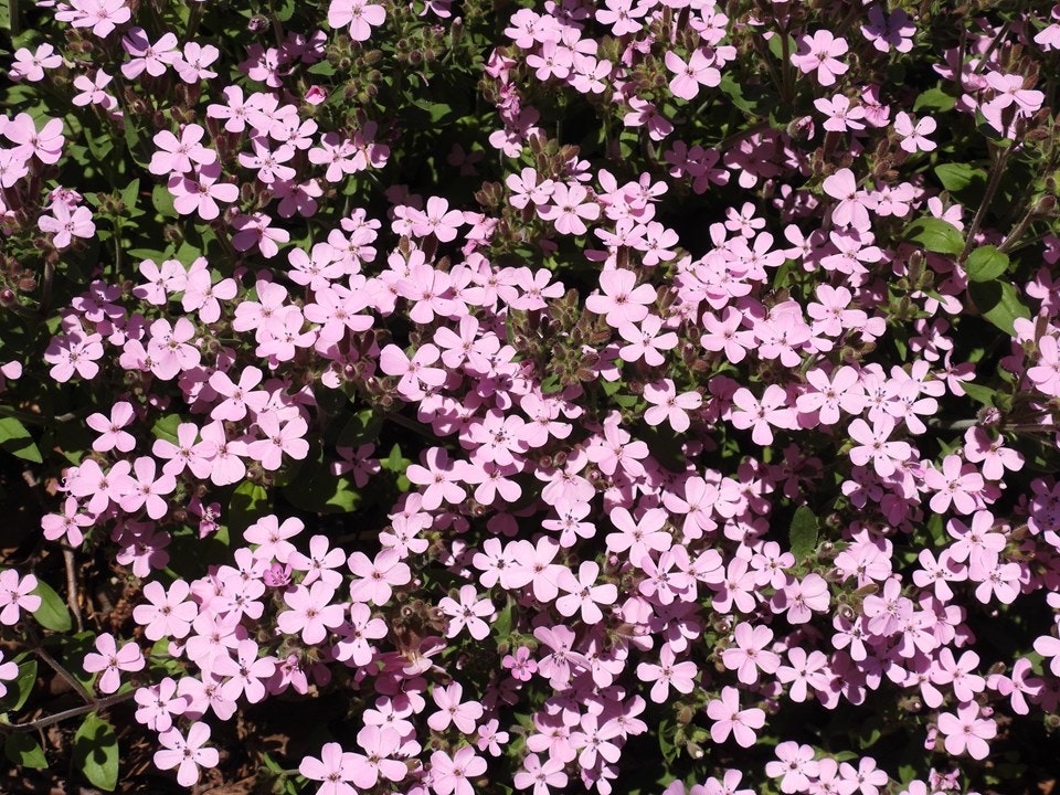 A cluster of small, pink flowers with five petals each, surrounded by green leaves.