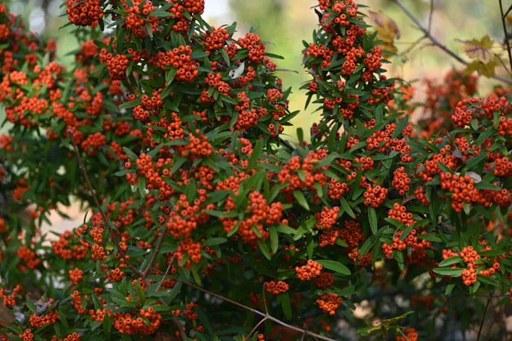 A bush with clusters of small orange berries and green leaves.