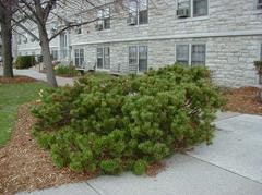 Bushy shrubs by a stone building with multiple windows, surrounded by paved walkways and some bare trees.