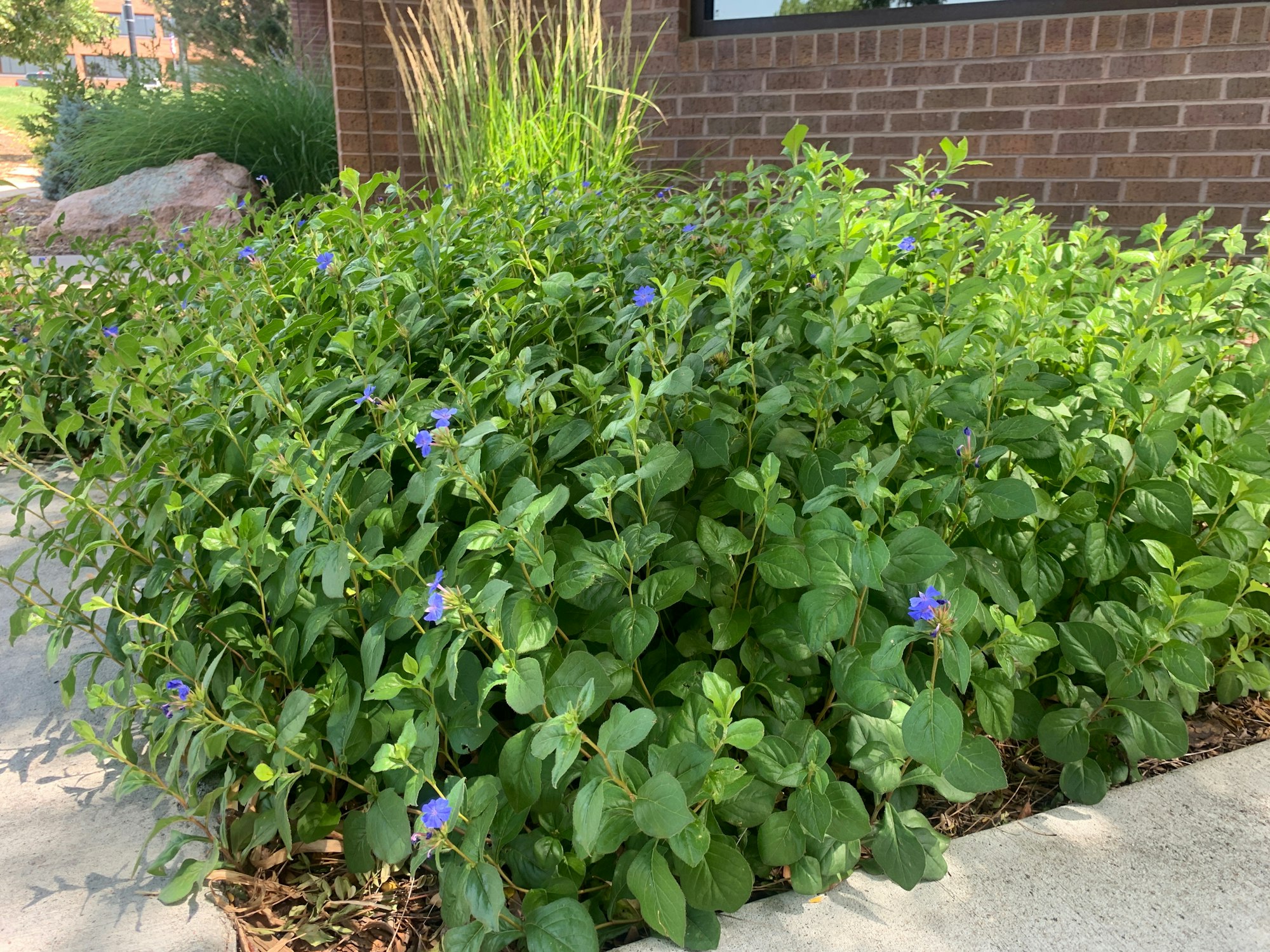 Green foliage with small purple flowers along a concrete and brick area.