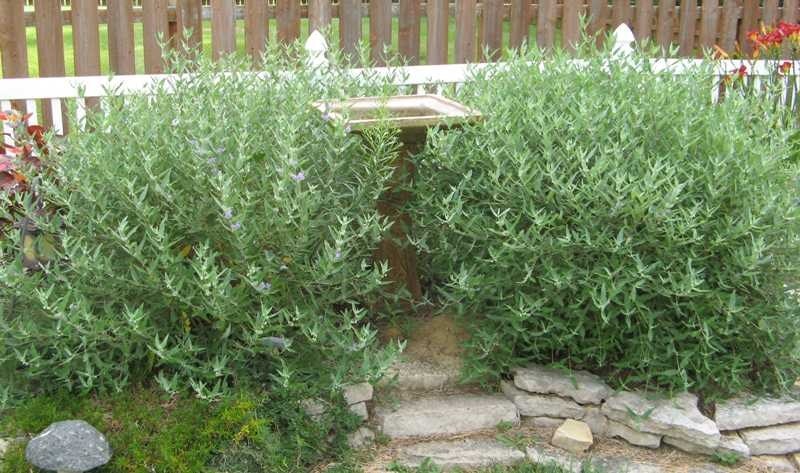 Shrubs surrounding a birdbath stand in a garden, bordered by a stone path and a wooden fence.