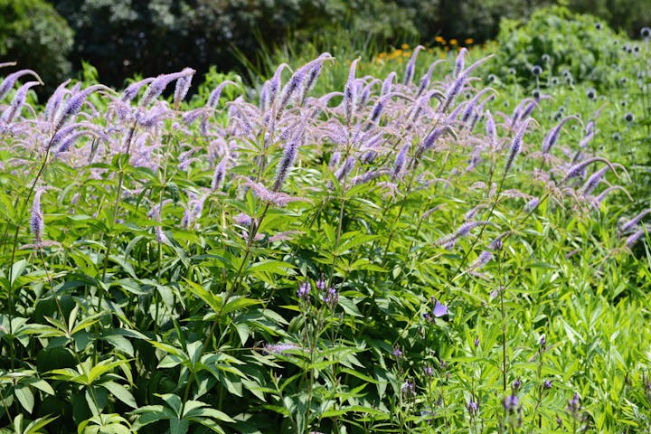 Green plants with tall, purple flower spikes in a sunny garden setting.