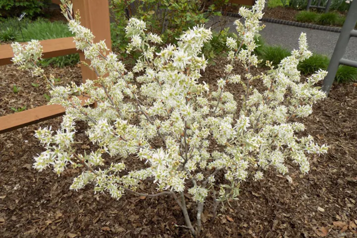A flowering bush with clusters of small white flowers, planted in a mulched garden area.