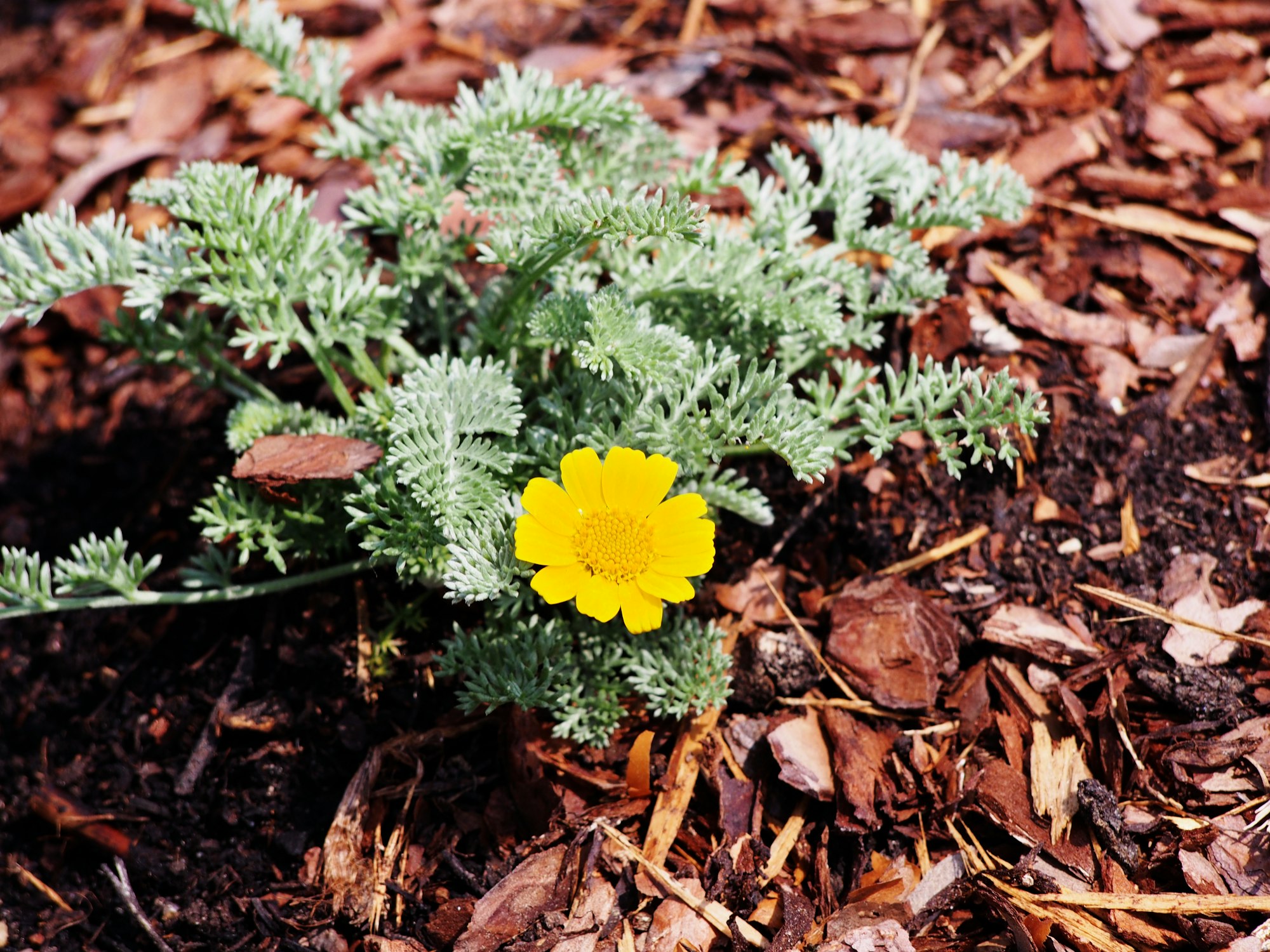 A yellow flower with green leaves growing in soil with scattered brown mulch.
